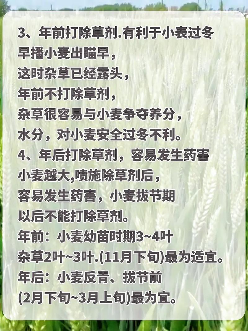 小麦除草剂什么时候打好_小麦返青期除草剂喷洒时间_小麦幼苗期除草剂使用时间