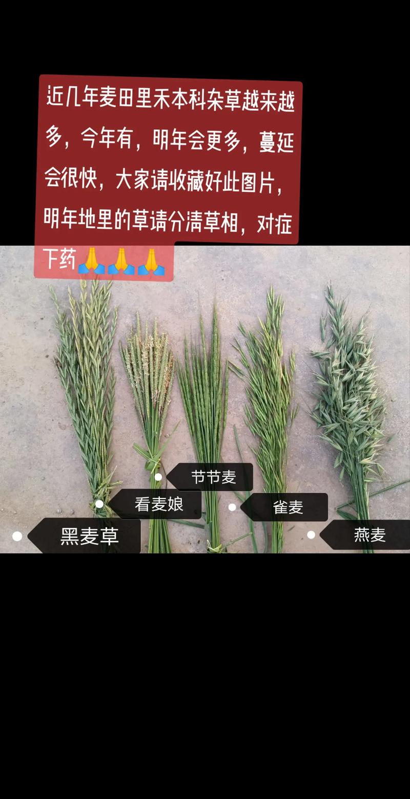 小麦禾本科杂草防治技术要点_小麦阔叶杂草防治技术要点_小麦除草剂什么时候打好