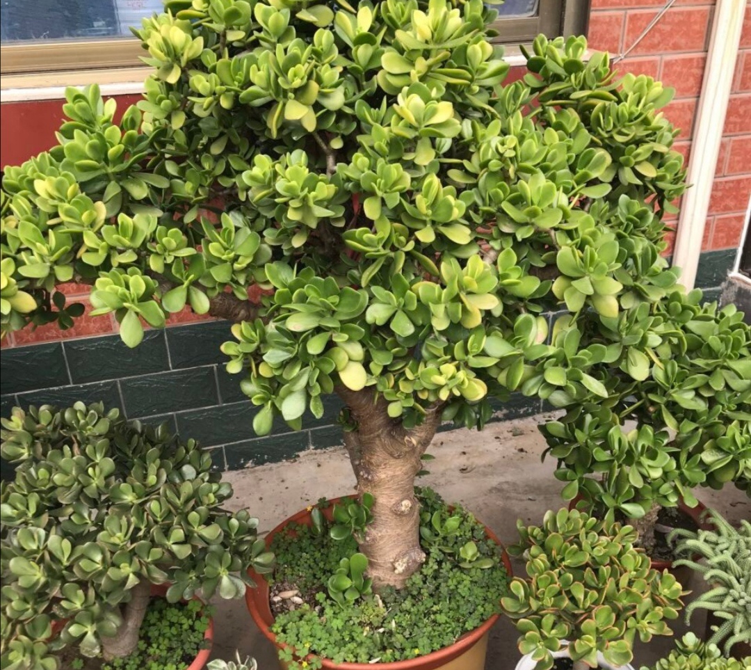 富贵满堂花养几年开花_价值高的盆栽植物_寿命长的花